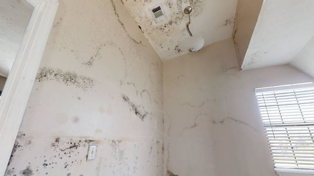 Professional Mold Removal in Napili Honokowai, HI