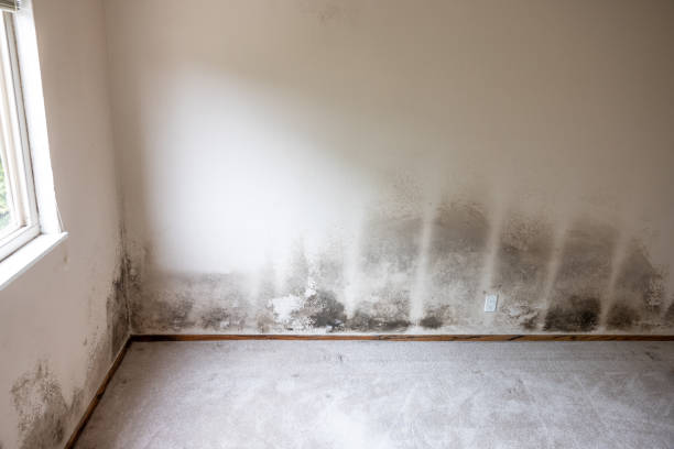 Best Mold Documentation for Insurance Claims  in Napili Honokowai, HI